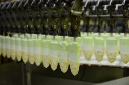 KIDO achieves strong growth in 1st half Kido 1